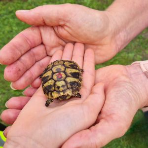 Drei Hände halten schützend eine kleine Schildkröte.